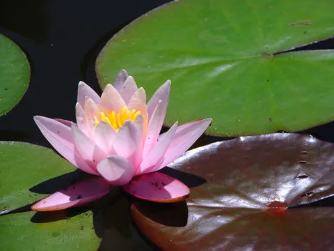 Android 下载二维码